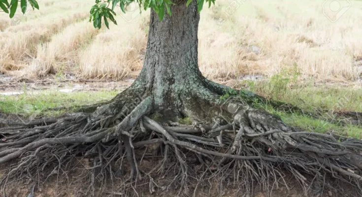 Mango Tree roots